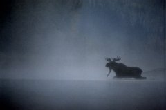 GM_Bull_Moose
